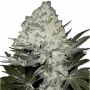 Afghani Dream Reg Marijuana Strain by British Columbia For Sale Online at Cannabis Seeds Outlet