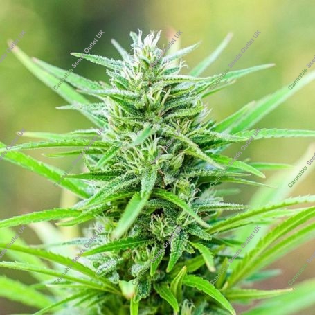 Pretty Lights Feminized Marijuana Strain by Elev8 Seeds For Sale Online at Cannabis Seeds Outlet
