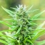 Pretty Lights Feminized Marijuana Strain by Elev8 Seeds For Sale Online at Cannabis Seeds Outlet