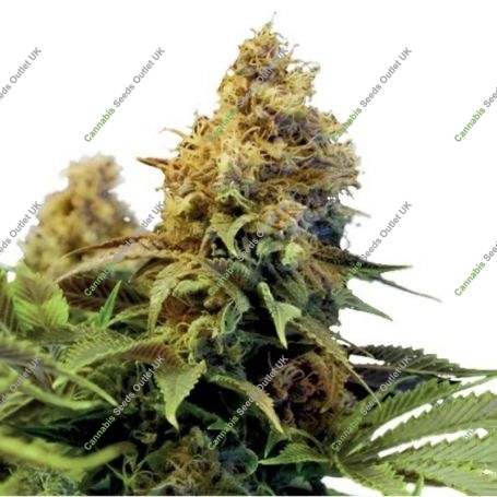 Northern Lights No5 Auto Feminized Marijuana Strain by British Columbia For Sale Online at Cannabis Seeds Outlet