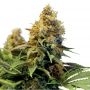 Northern Lights No5 Auto Feminized Marijuana Strain by British Columbia For Sale Online at Cannabis Seeds Outlet