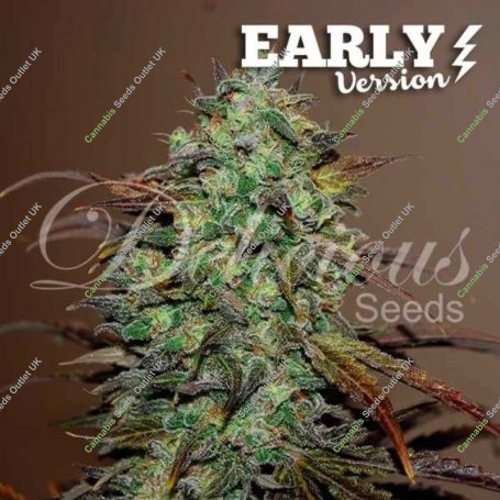 Eleven Roses Fast V Feminized Marijuana Strain by Delicious Seeds For Sale Online at Cannabis Seeds Outlet
