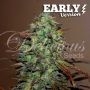 Eleven Roses Fast V Feminized Marijuana Strain by Delicious Seeds For Sale Online at Cannabis Seeds Outlet