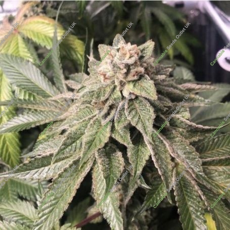 Key Lime Pie x Do Si Dos Feminized Marijuana Strain by Philosopher Seeds For Sale Online at Cannabis Seeds Outlet