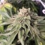 Key Lime Pie x Do Si Dos Feminized Marijuana Strain by Philosopher Seeds For Sale Online at Cannabis Seeds Outlet