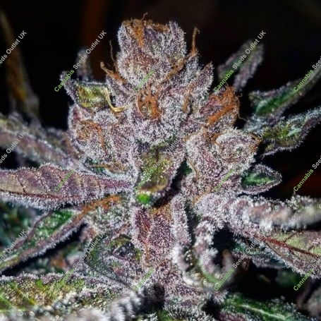 Tropical Punch G13 Labs Feminized Marijuana Strain by G13 Labs For Sale Online at Cannabis Seeds Outlet