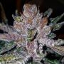 Tropical Punch G13 Labs Feminized Marijuana Strain by G13 Labs For Sale Online at Cannabis Seeds Outlet