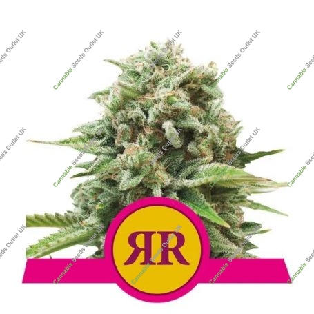 Royal Runtz Feminized Marijuana Strain by Royal Queen Seeds For Sale Online at Cannabis Seeds Outlet