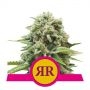 Royal Runtz Feminized Marijuana Strain by Royal Queen Seeds For Sale Online at Cannabis Seeds Outlet