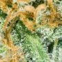 Royal Queen Seeds Wedding Crasher Smoke Buds Weed Ganja Skunk Dope Pot Images Pics Nuggets