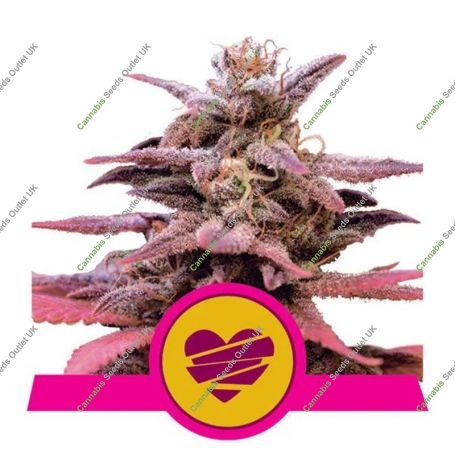 Wedding Crasher Feminized Marijuana Strain by Royal Queen Seeds For Sale Online at Cannabis Seeds Outlet