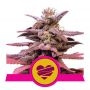Wedding Crasher Feminized Marijuana Strain by Royal Queen Seeds For Sale Online at Cannabis Seeds Outlet