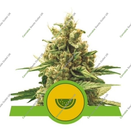 Watermelon Auto Feminized Marijuana Strain by Royal Queen Seeds For Sale Online at Cannabis Seeds Outlet