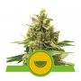 Watermelon Auto Feminized Marijuana Strain by Royal Queen Seeds For Sale Online at Cannabis Seeds Outlet