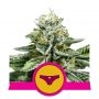 Sherbet Queen Auto Feminized Marijuana Strain by Royal Queen Seeds For Sale Online at Cannabis Seeds Outlet
