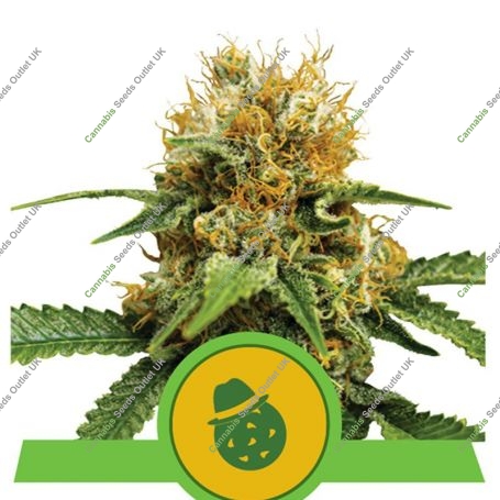 Do Si Dos Auto Feminized Marijuana Strain by Royal Queen Seeds For Sale Online at Cannabis Seeds Outlet