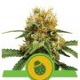 Do Si Dos Auto Feminized Marijuana Strain by Royal Queen Seeds For Sale Online at Cannabis Seeds Outlet