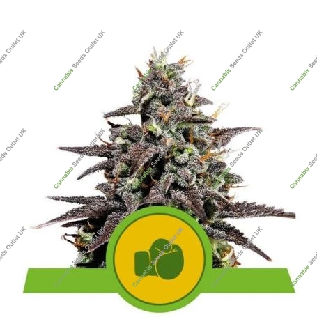 Purple Punch Auto Feminized Marijuana Strain by Royal Queen Seeds For Sale Online at Cannabis Seeds Outlet
