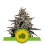 Purple Punch Auto Feminized Marijuana Strain by Royal Queen Seeds For Sale Online at Cannabis Seeds Outlet