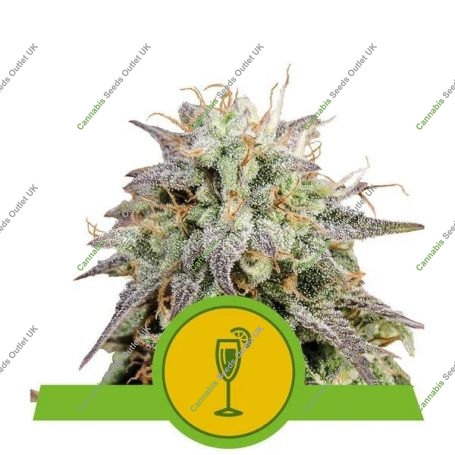 Mimosa Auto Feminized Marijuana Strain by Royal Queen Seeds For Sale Online at Cannabis Seeds Outlet