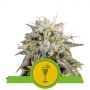 Mimosa Auto Feminized Marijuana Strain by Royal Queen Seeds For Sale Online at Cannabis Seeds Outlet