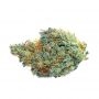 Royal Queen Seeds Cannabis Strain CBG Auto Feminized Marijuana Seeds Original Collector Souvenir Authentic Packaging Packs