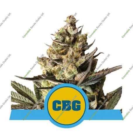 CBG Auto Feminized Marijuana Strain by Royal Queen Seeds For Sale Online at Cannabis Seeds Outlet
