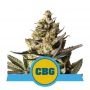 CBG Auto Feminized Marijuana Strain by Royal Queen Seeds For Sale Online at Cannabis Seeds Outlet