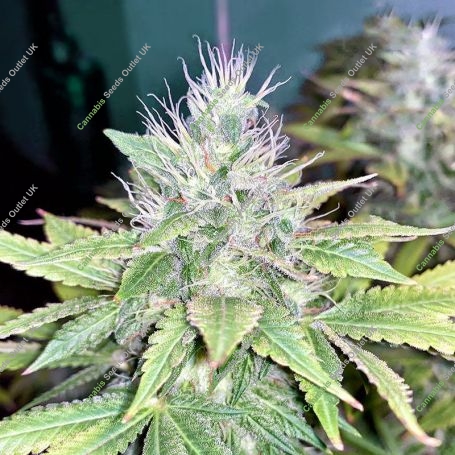 Banana Glukies Marijuana Strain by Black Farm Genetix For Sale Online at Cannabis Seeds Outlet