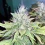 Banana Glukies Marijuana Strain by Black Farm Genetix For Sale Online at Cannabis Seeds Outlet
