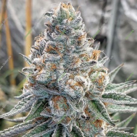 Banana Slammer Marijuana Strain by Black Farm Genetix For Sale Online at Cannabis Seeds Outlet