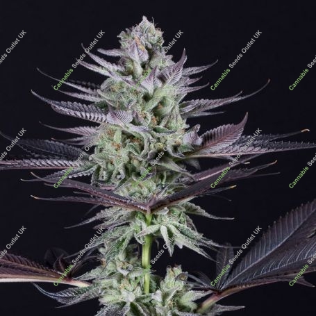 Banana Strippers Marijuana Strain by Black Farm Genetix For Sale Online at Cannabis Seeds Outlet
