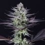 Banana Strippers Marijuana Strain by Black Farm Genetix For Sale Online at Cannabis Seeds Outlet