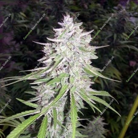 Bangi Haze Ace Regular Marijuana Strain by Ace Seeds For Sale Online at Cannabis Seeds Outlet