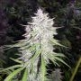 Bangi Haze Ace Regular Marijuana Strain by Ace Seeds For Sale Online at Cannabis Seeds Outlet