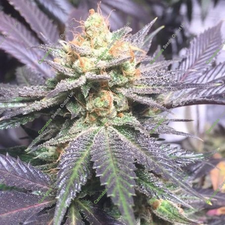 Blackberry Cookies Regular Marijuana Strain by Purple Caper For Sale Online at Cannabis Seeds Outlet