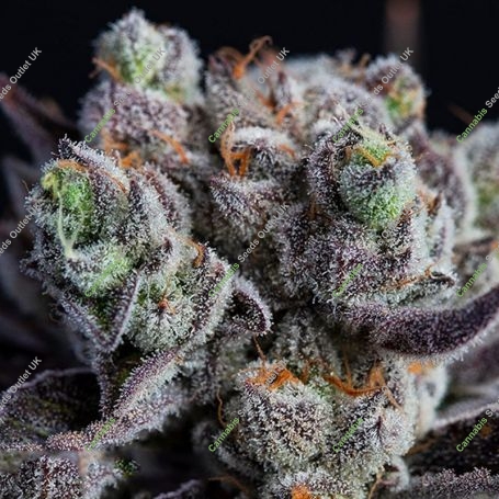 Blackberry Nugget Rocks Feminized Marijuana Strain by BSB Genetics For Sale Online at Cannabis Seeds Outlet