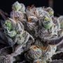 Blackberry Nugget Rocks Feminized Marijuana Strain by BSB Genetics For Sale Online at Cannabis Seeds Outlet