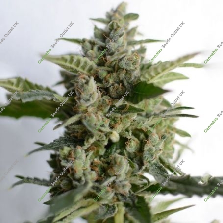 Blue Tooth Regular Marijuana Strain by Dankonomics For Sale Online at Cannabis Seeds Outlet
