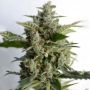 Blue Tooth Regular Marijuana Strain by Dankonomics For Sale Online at Cannabis Seeds Outlet