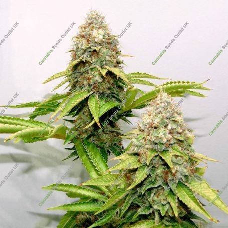 Bruce Banner Fast Feminized Marijuana Strain by Blim Burn For Sale Online at Cannabis Seeds Outlet
