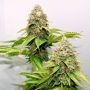 Bruce Banner Fast Feminized Marijuana Strain by Blim Burn For Sale Online at Cannabis Seeds Outlet