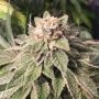 Do Si Dos x Zombie Kush Feminized Marijuana Strain by Ripper Seeds For Sale Online at Cannabis Seeds Outlet