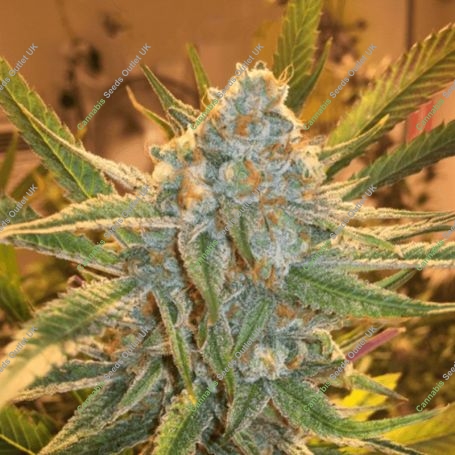 Dream Cookies Regular Marijuana Strain by Purple Caper For Sale Online at Cannabis Seeds Outlet