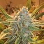 Dream Cookies Regular Marijuana Strain by Purple Caper For Sale Online at Cannabis Seeds Outlet