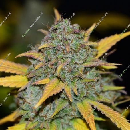 Gelato Fast Version Feminized Marijuana Strain by Blim Burn For Sale Online at Cannabis Seeds Outlet