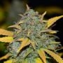 Gelato Fast Version Feminized Marijuana Strain by Blim Burn For Sale Online at Cannabis Seeds Outlet