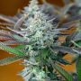 Gelato X Regular Marijuana Strain by Purple Caper For Sale Online at Cannabis Seeds Outlet