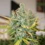 Glueberry Marijuana Strain by Black Farm Genetix For Sale Online at Cannabis Seeds Outlet