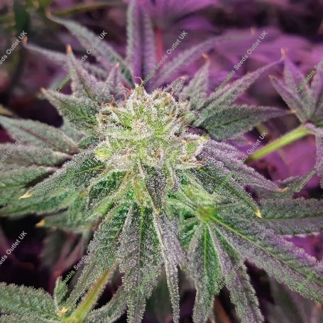 Glukies BX Marijuana Strain by Black Farm Genetix For Sale Online at Cannabis Seeds Outlet